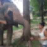 Phuket-Feeding and walk Elephant 30 min. (Shared Transfer)- (FW)