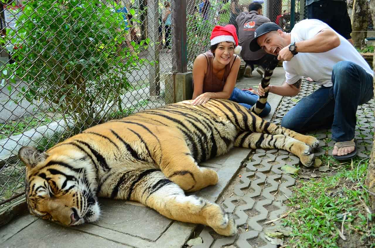 Pattaya-Tiger Park Big Tiger entry with Private Transfers