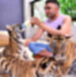 Pattaya-Tiger Park Medium/Small Tiger Entry with Private Transfer