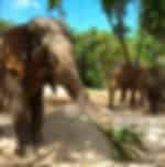 Pattaya-Elephant Jungle Sanctuary Half Day Program With Shared Transfer