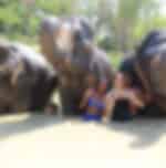 Phuket-Feeding and walk Elephant 30 min + Bathing with Elephant 15 Min. (Shared Transfer)- (FB)