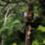 Phuket-Zipline 10 Platforms Phuket paradise With Shared Transfers