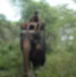 Phuket-Bareback Elephant Riding Only 45 mins - Shared Transfers (C2) (Pick up for hotels in Patong, Kata, Karon & Kamala)