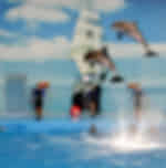 Phuket-Dolphins Bay and Deluxe Seat Show with Private Transfers (Closed on Monday)