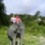 Phuket-Jungle Seaview Elephant Trekking 30 Mins (Shared Transfer)