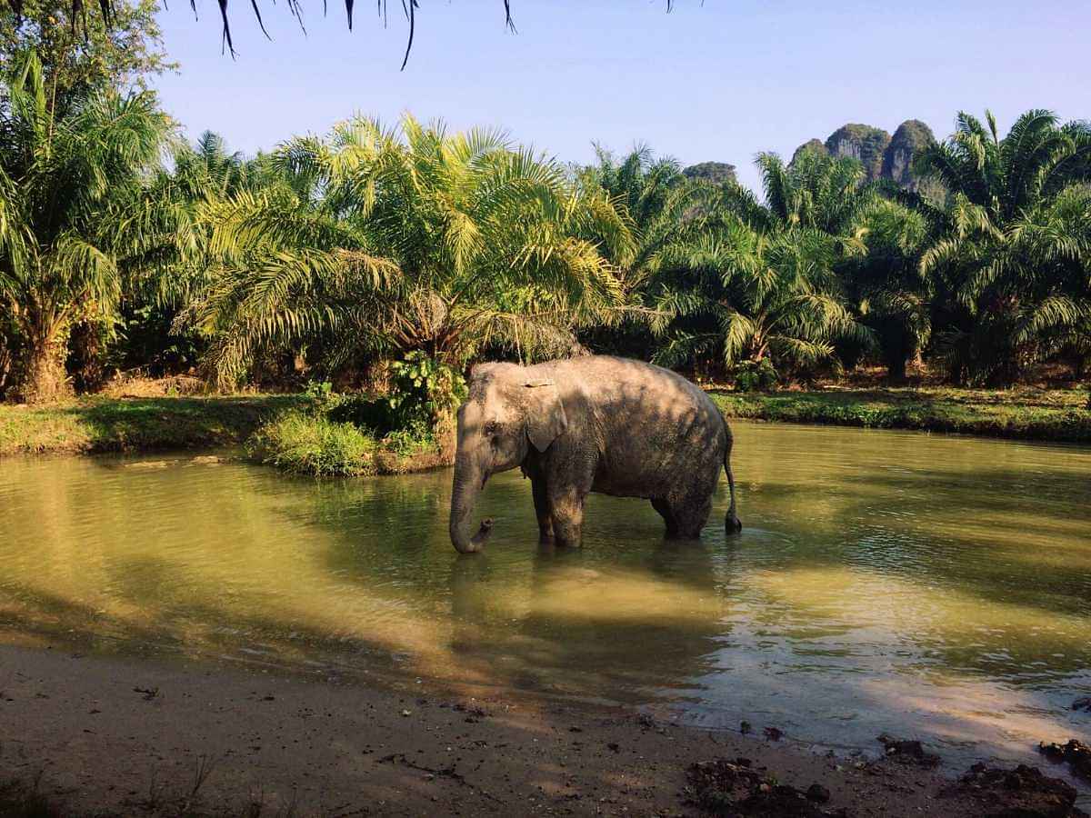 Krabi-Elephant Sanctuary Half Day With Shared Transfers