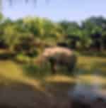 Krabi-Elephant Sanctuary Half Day With Shared Transfers