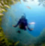 Phi Phi-Scuba Diving 1 Day 2 Dives From Tonsai Pier With Shared Transfers