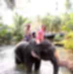 Krabi-Elephant Trekking - 1 Hour With Private Transfer