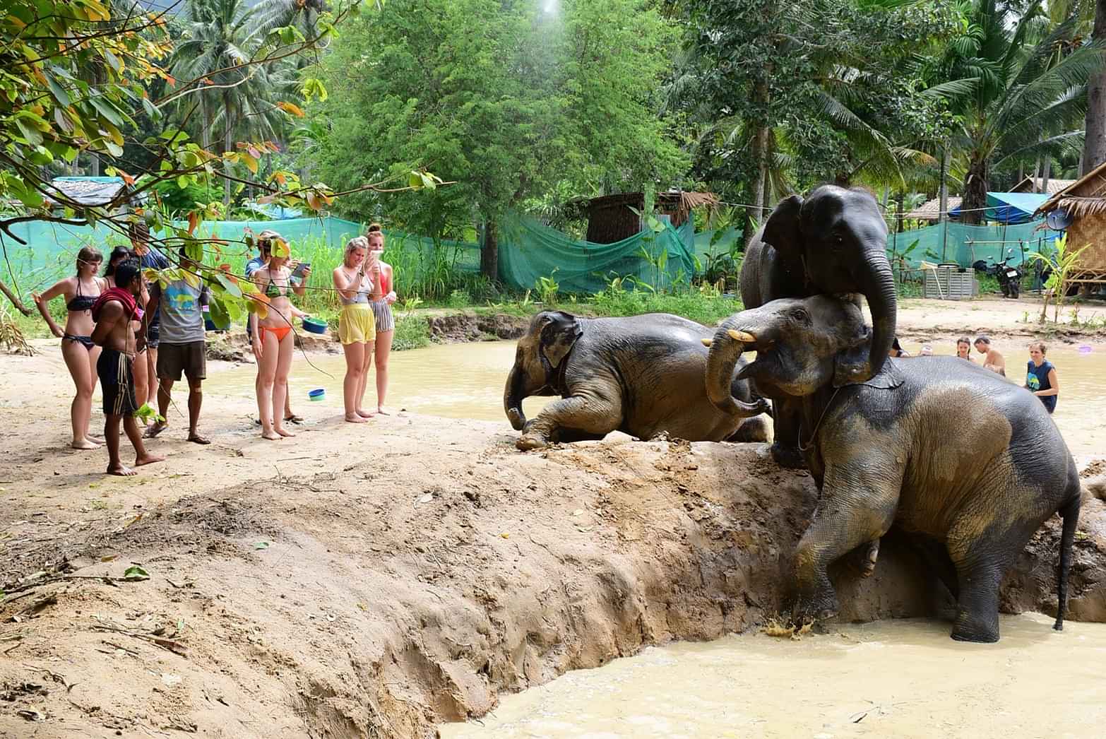 Samui - Elephant Mud Spa With Shared Transfers