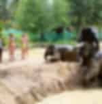 Samui - Elephant Mud Spa With Shared Transfers