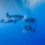 Shark Cage Diving and Viewing from Hermanus