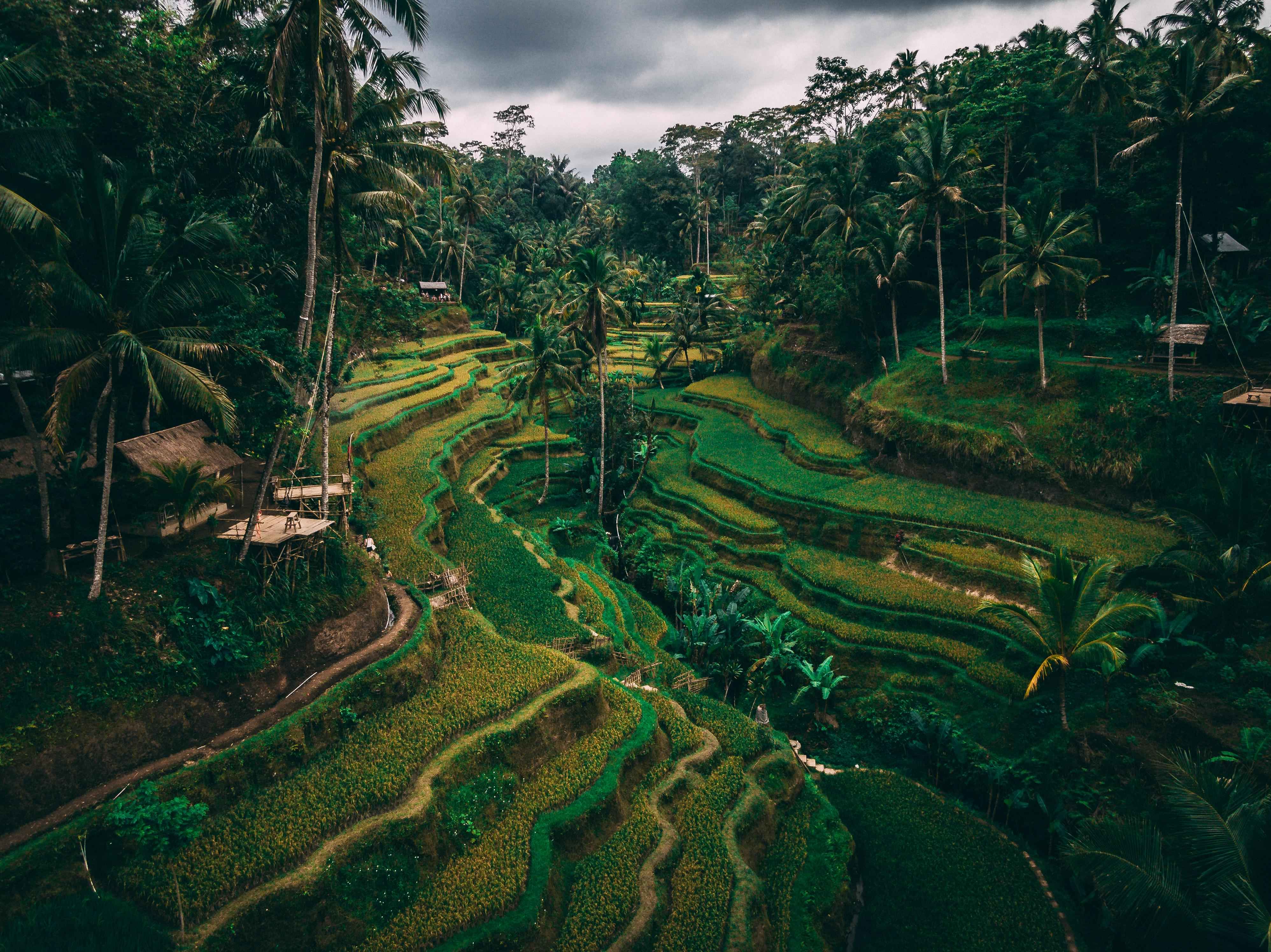 Tegallalang Rice Terrace + Bali Swing + Tirtha Empul + Ubud Art Market + Tegenungan Water Fall