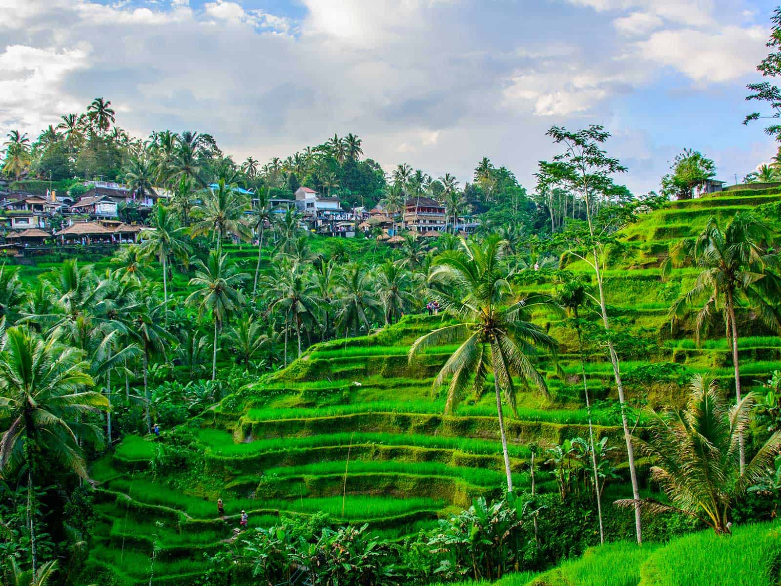 Kintamani Volcano Viewpoint ,Tegallalang Rice Terraces, Ubud monkey forest with private transfers