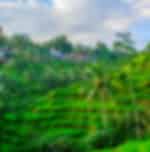 Kintamani Volcano Viewpoint ,Tegallalang Rice Terraces, Ubud monkey forest with private transfers
