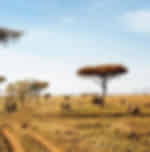 Afternoon Game Drives at Serengeti National Park