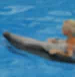 Phuket Combo 6 - Tiger Park (medium ticket) Dolphin Bay (Regular Seat) and Big Buddha with Shared Transfer