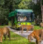 Vinpearl Safari Transfer – Hotel in North Phu Quoc