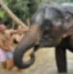 Chiang Mai-Elephant Sanctuary & Bamboo Rafting (Shared Transfer)