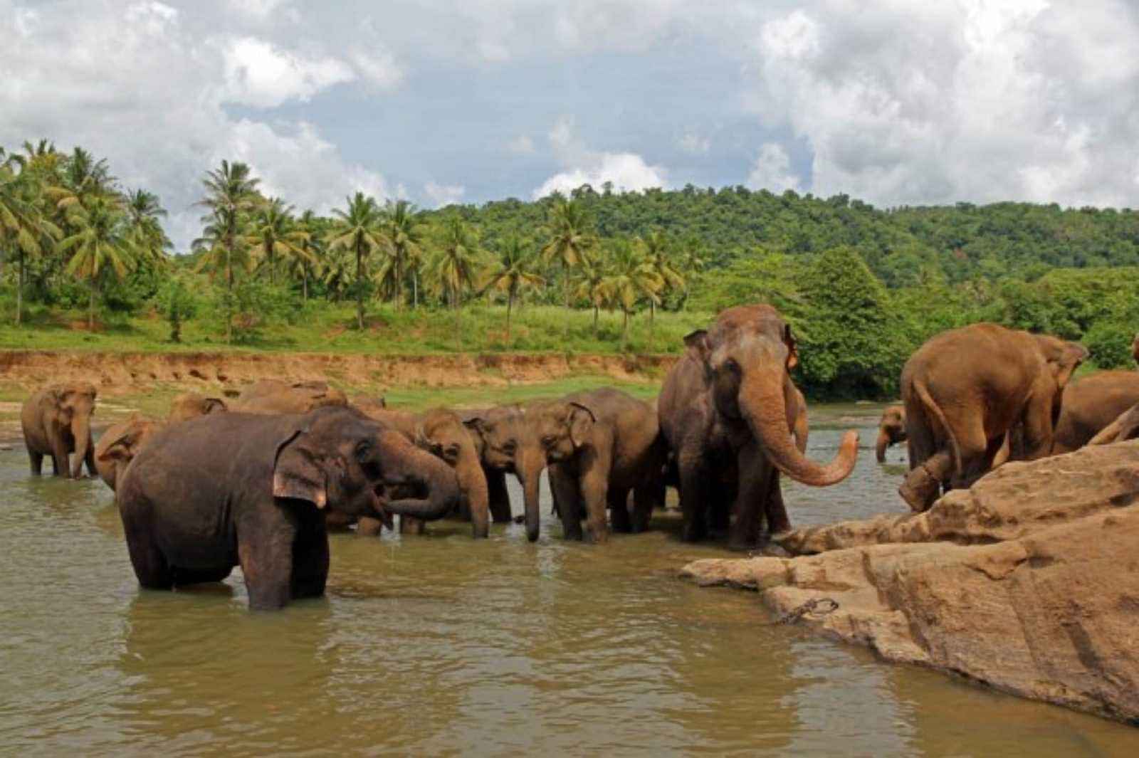 Colombo to Kandy via Pinnawala Elephant Orphanage