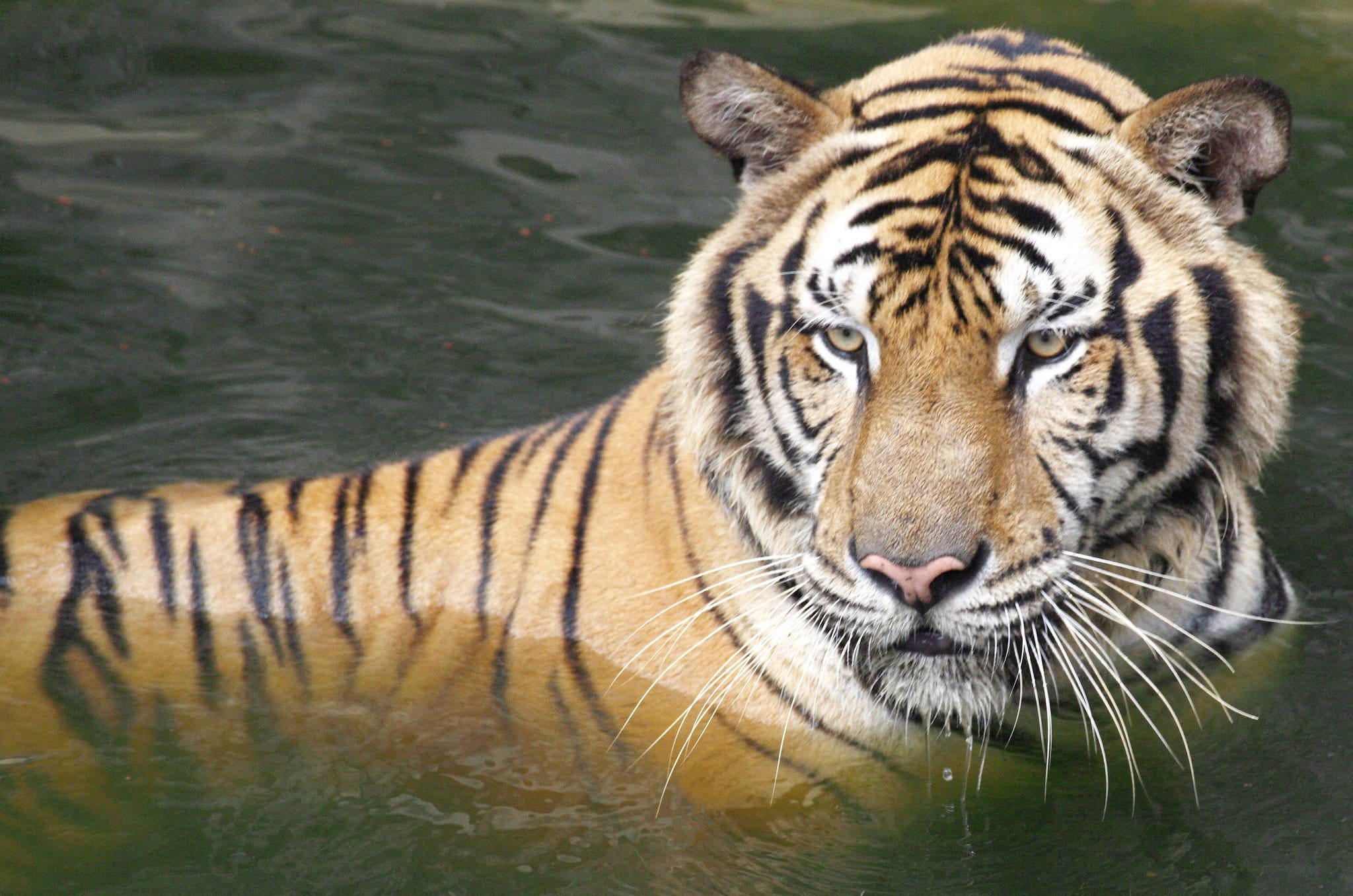 Pattaya-Sri Racha Tiger Topia (Tiger Show & Crocodile Show + Photo with tiger) Private transfer - Enroute