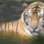 Pattaya-Sri Racha Tiger Topia (Tiger Show & Crocodile Show + Photo with tiger) Private transfer - Enroute
