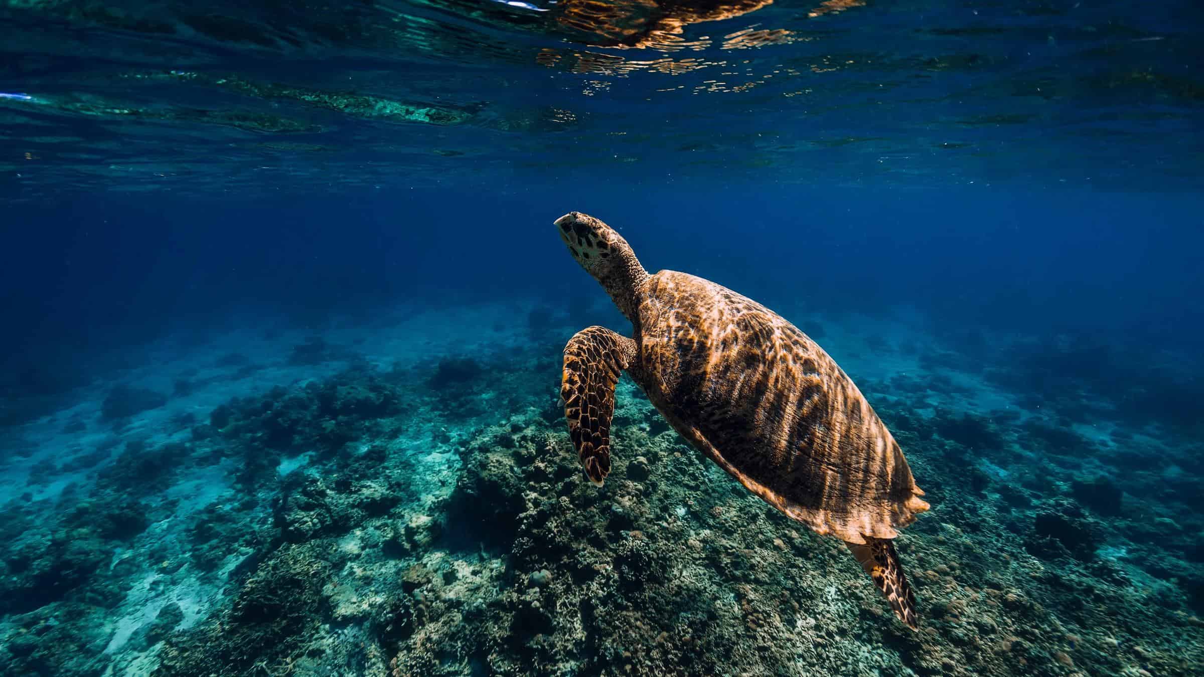Glass Bottom Boat, Turtle Island With Shared Transfers