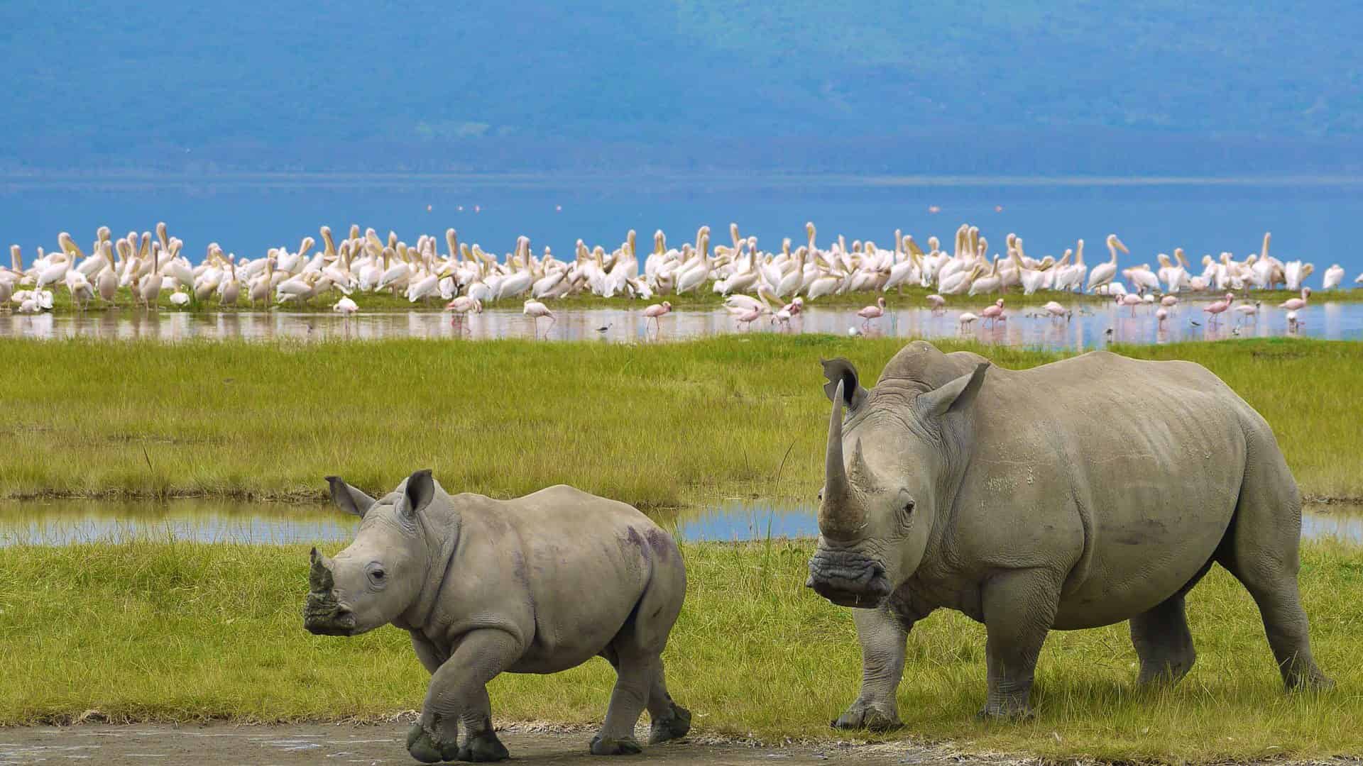 Full Day Visit for Safari Game Drives in Lake Nakuru National Park