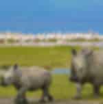 Full Day Visit for Safari Game Drives in Lake Nakuru National Park
