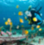 Scuba Diving for Only Certified Divers at Nusa penida : 2 Dives MANTA TRIP (min. 2 pax). Pick up at Hotel in Nusa Penida