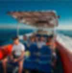 Dolphin Sighting on High-Speed Boat Ride