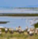Afternoon Game Drives of the Lake Manyara National Park
