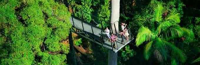 Mount Tamborine Day Trip from the Gold Coast Including Skywalk