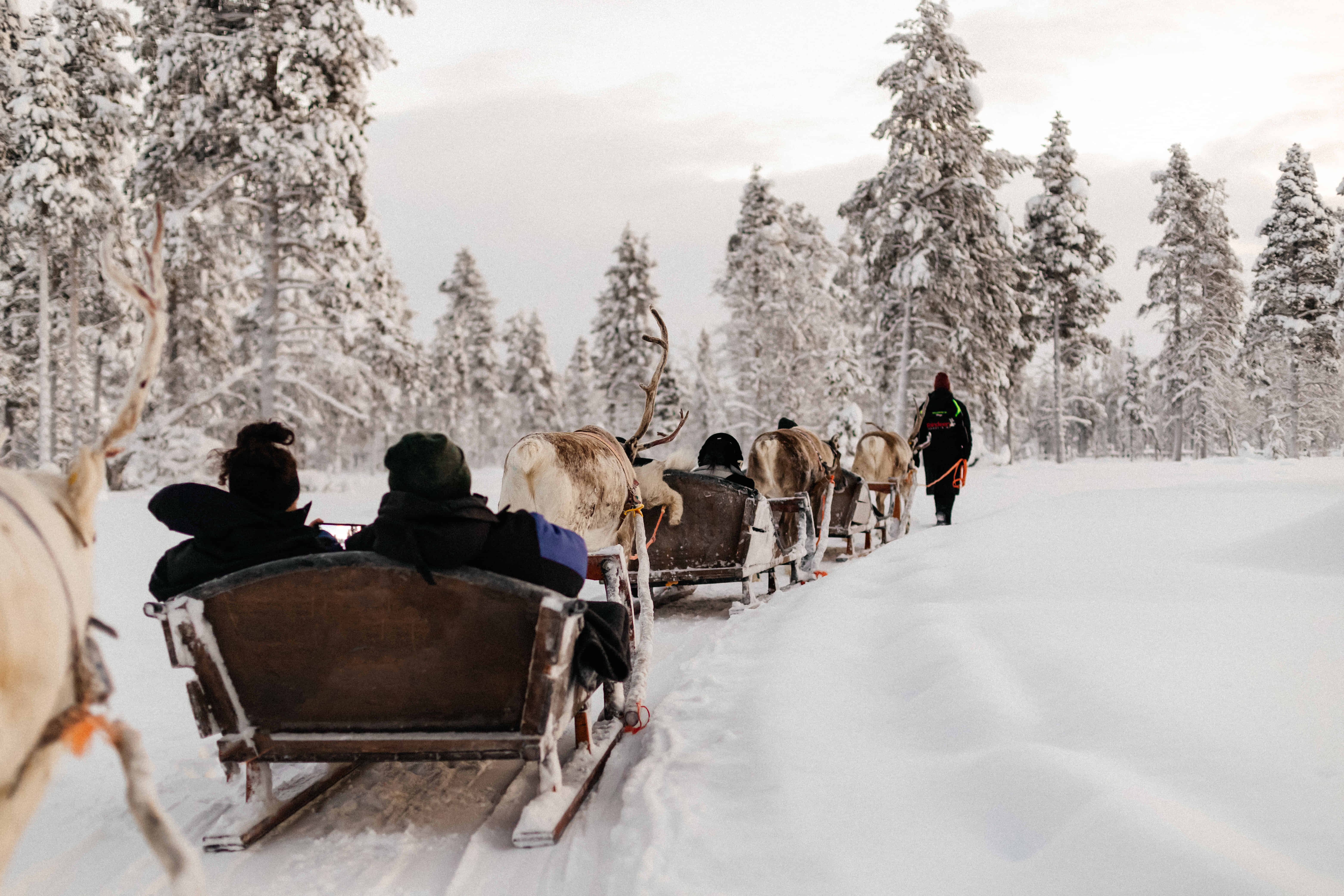 From Rovaniemi: Reindeer Farm Visit with Sleigh Ride