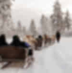 Troms: Reindeer Camp and Sami Cultural Tour with Lunch - Tromsø: Reindeer Camp and Sami Cultural Tour with Lunch