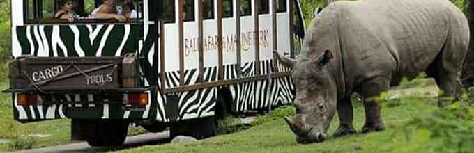 Experience Exciting Safari Ride + Fun Waterpark at Bali Safari & Marine Park