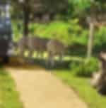 Experience Exciting Safari Ride + Fun Waterpark at Bali Safari & Marine Park