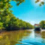 Half day Mangrove and eagle feeding by Boat in morning session with Set Lunch with Shared transfers