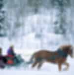Romantic Aurora Hunting with Horse Sleigh
