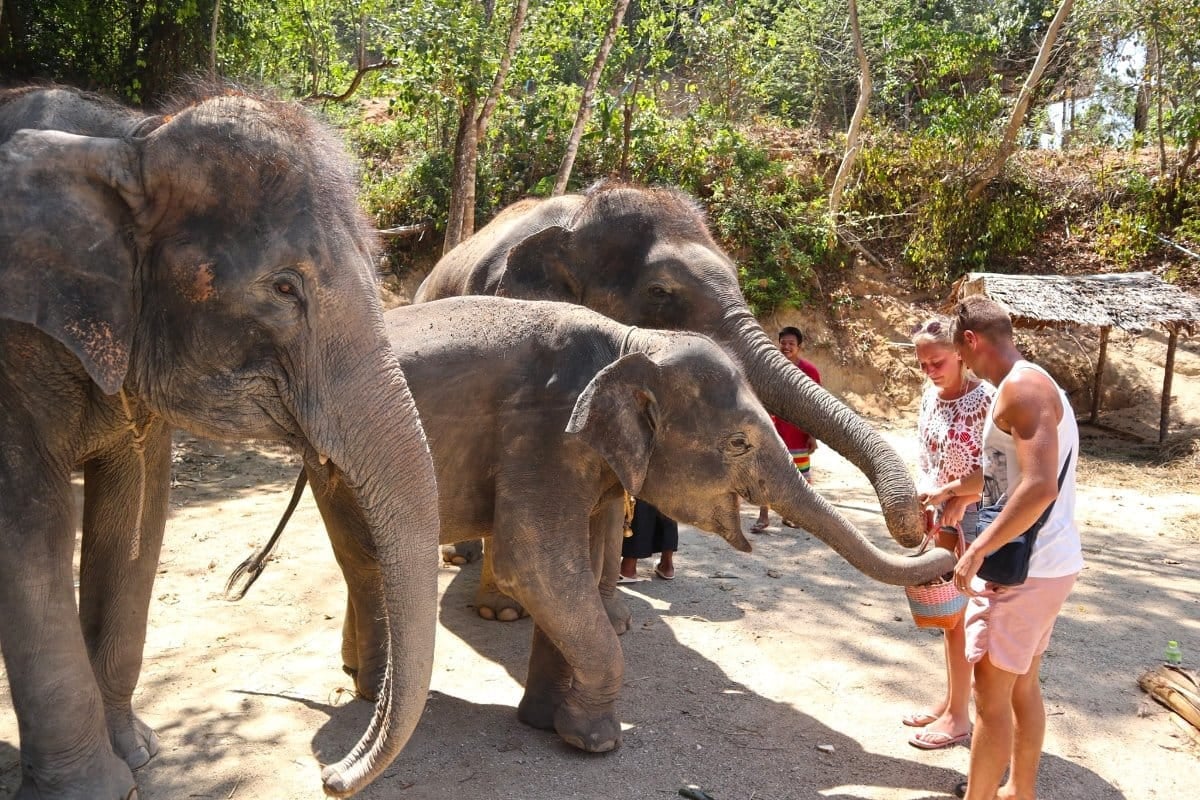 Phuket-Feeding and walk Elephant 30 min and Bathing with Elephant 15 Min with Private Transfer - (FB)
