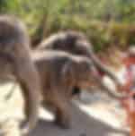 Phuket-Feeding and walk Elephant 30 min and Bathing with Elephant 15 Min with Private Transfer - (FB)