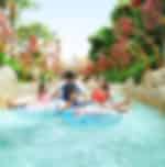 Dolphin Exploration with Adventure Cove Waterpark Tickets Only