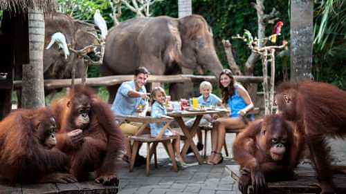 Unique Breakfast Experience With Lions at Bali Zoo  (Nt possible)