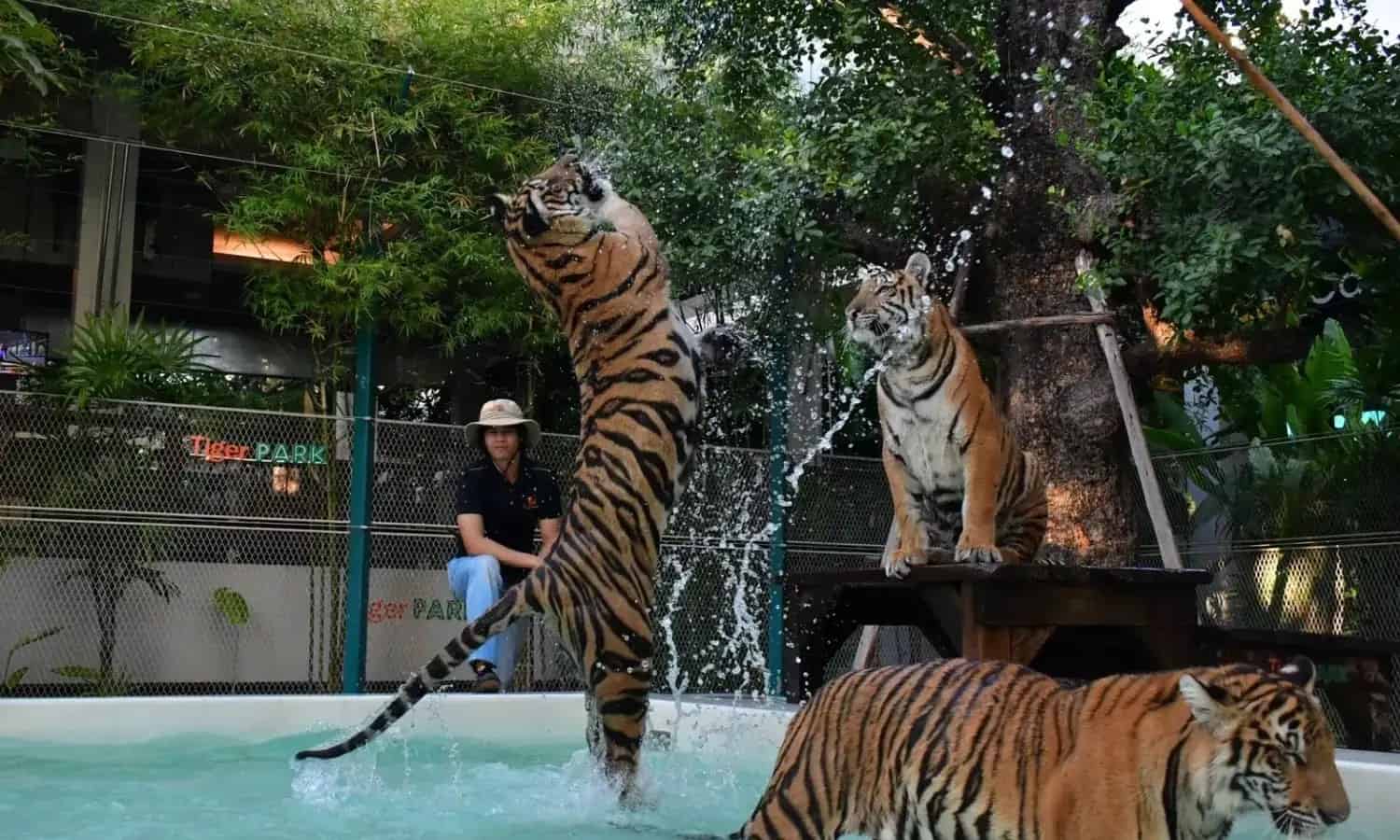 Pattaya-Tiger Park Big Tiger (Entry with Private Transfer) (Over 15 years. 160 cm+)