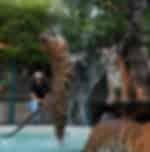 Pattaya-Tiger Park Big Tiger (Entry with Private Transfer) (Over 15 years. 160 cm+)