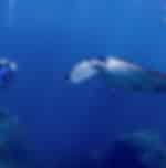 Phuket: Scuba Diving (2-Dives) (Excluding Island Fee 600 THB) (Shared Transfer)