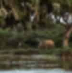 Yala National Park - with Entrance ticket and Safari ticket (Enroute Yala to Galle)