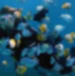 Experience Scuba Diving At Nusa Dua