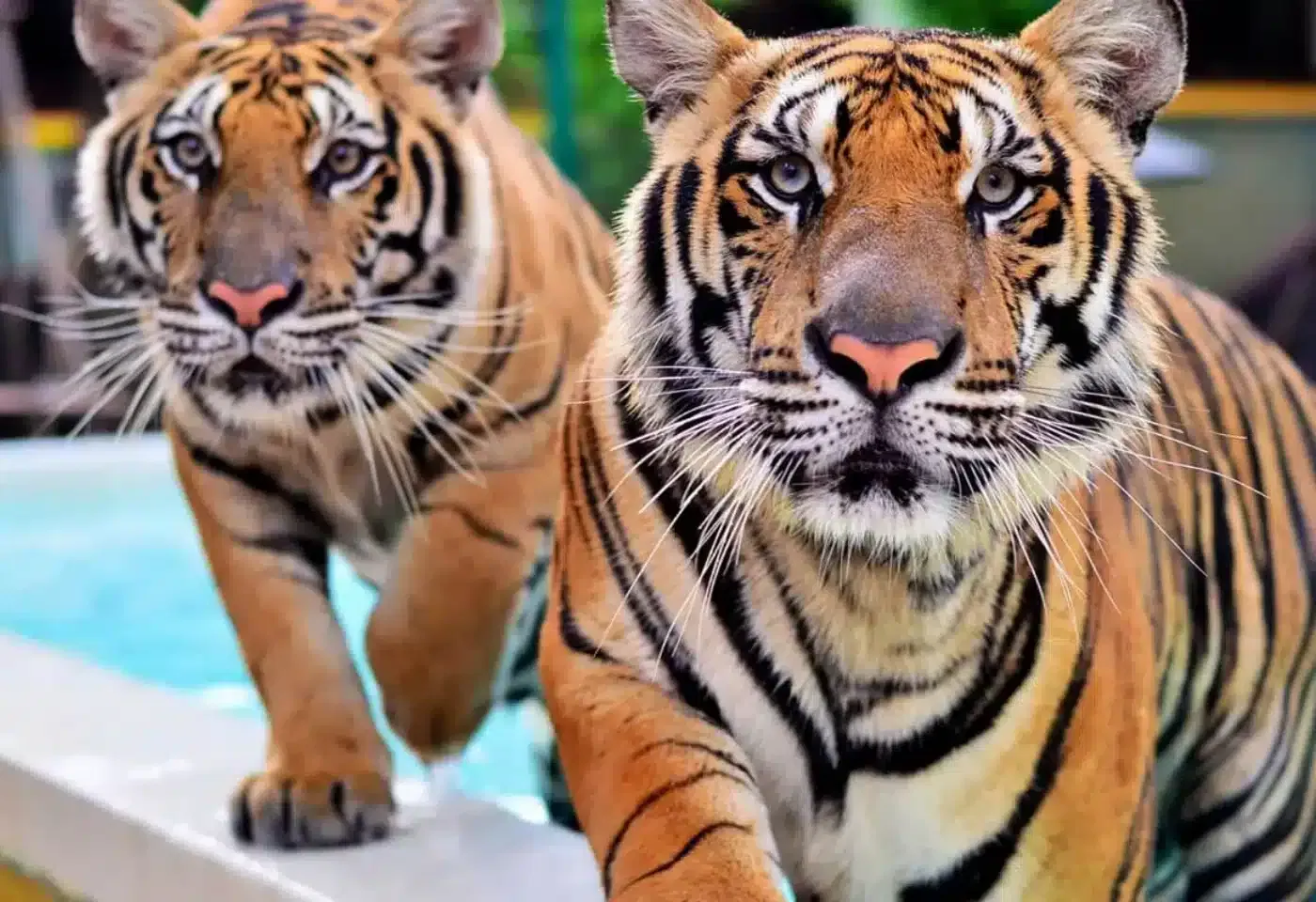 Phuket-Tiger Kingdom - Medium Tiger (Entry with Private Transfer) (Over 15 years. 160 cm+) - Enroute