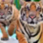 Phuket-Tiger Kingdom - Medium Tiger (Entry with Private Transfer) (Over 15 years. 160 cm+) - Enroute